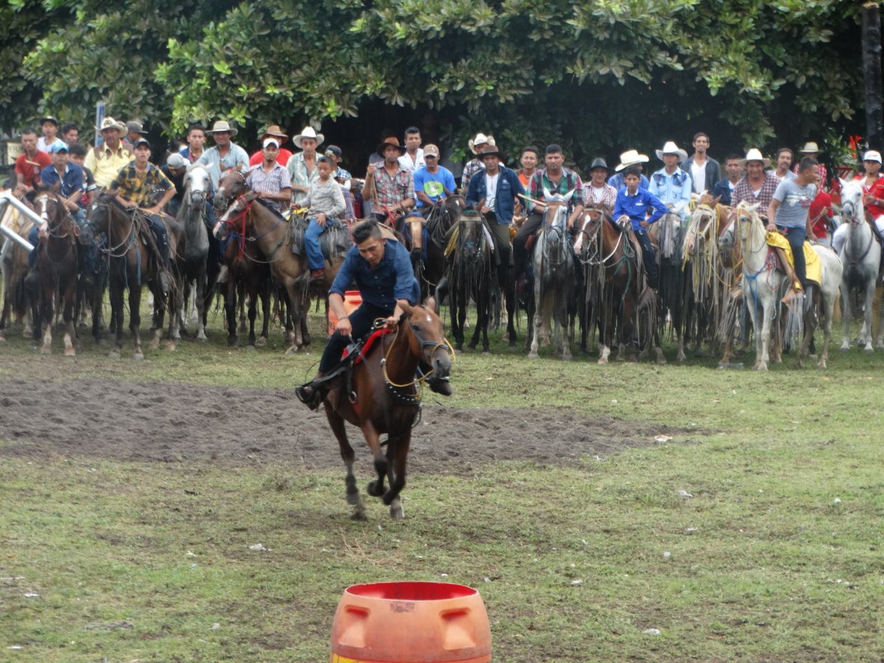 caballos